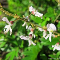 Brachypterum scandens (Roxb.) Miq.